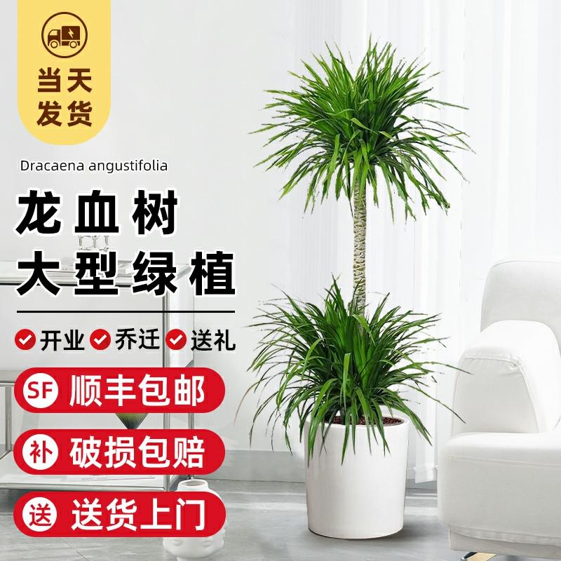 Planta De Interior Dracaena Draco, Planta Verde Para Sala De Estar, Dracaena Marginata, Planta Verde Para Casa Próspera, Grande Planta Dracaena Draco Em Vaso.  |   Muda Muda Muda