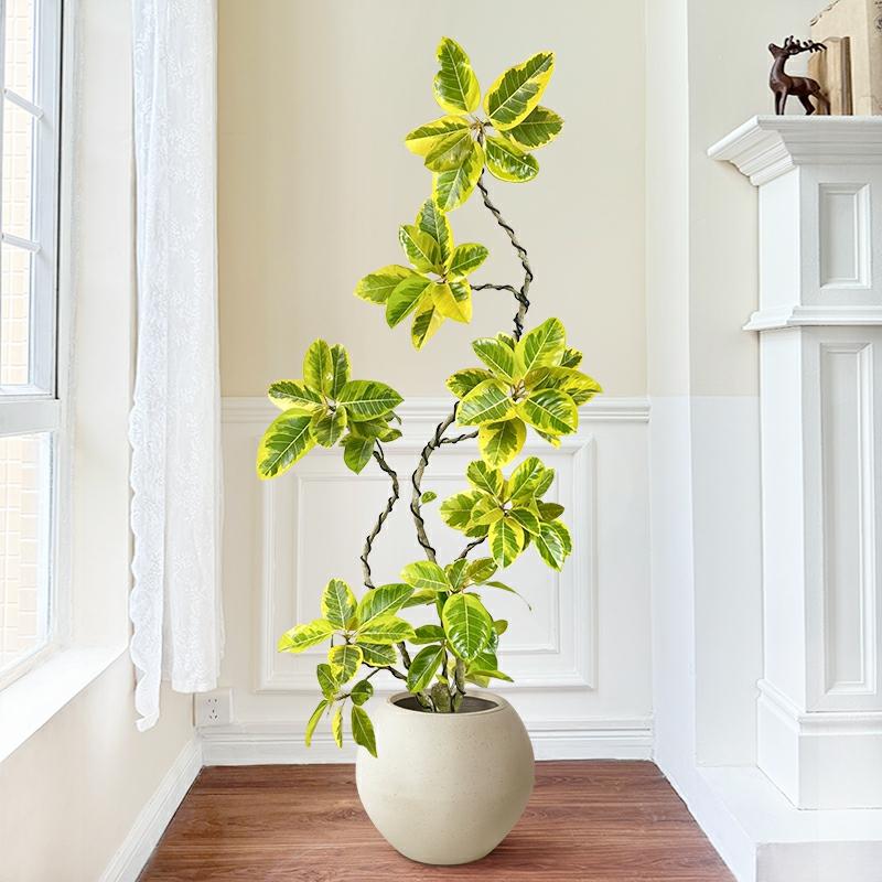 Planta De Interior Ficus Elástica Em Vaso Grande Para Sala De Estar, Planta Verde De Folhas Decorativas, Ideal Para Ambientes Sofisticados E Prósperos.  |   Muda Muda Muda