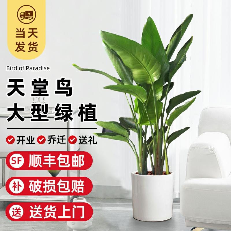 Planta De Interior Para Sala De Estar E Escritório, Grande Planta Verde Com Folhas Grandes, Ideal Para Novos Lares, Purifica O Ar E Absorve Formaldeído.  |   Muda Muda Muda