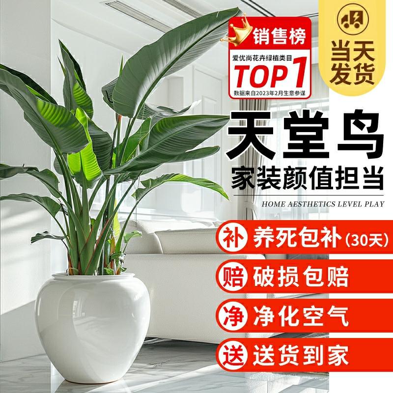 Planta De Interior Para Sala De Estar, Grande Planta Verde Para Purificação Do Ar, Ideal Para Remover Formaldeído, Strelitzia (Ave Do Paraíso) Para Escritório E Decoração De Ambientes.  |   Muda Muda Muda