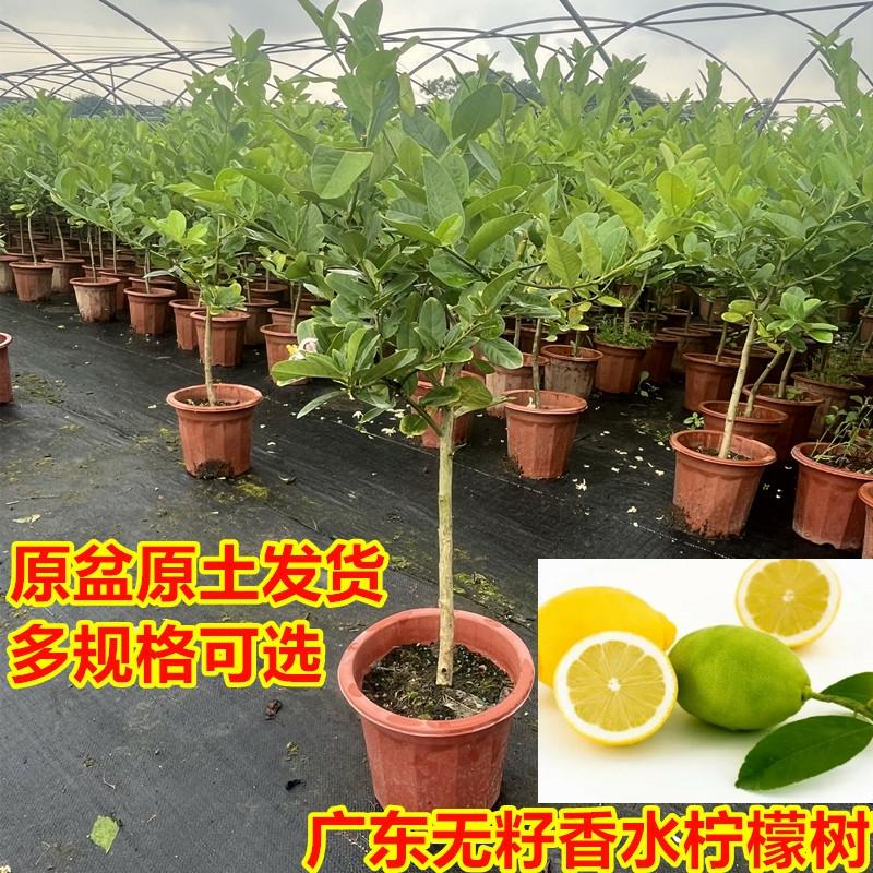 Planta De Limão Siciliano Em Vaso Com Frutas Comestíveis Para Cultivo Em Varandas E Jardins, Produzindo O Ano Todo. Muda De Limão Verde Sem Sementes De Guangdong.  |   Muda Muda Muda