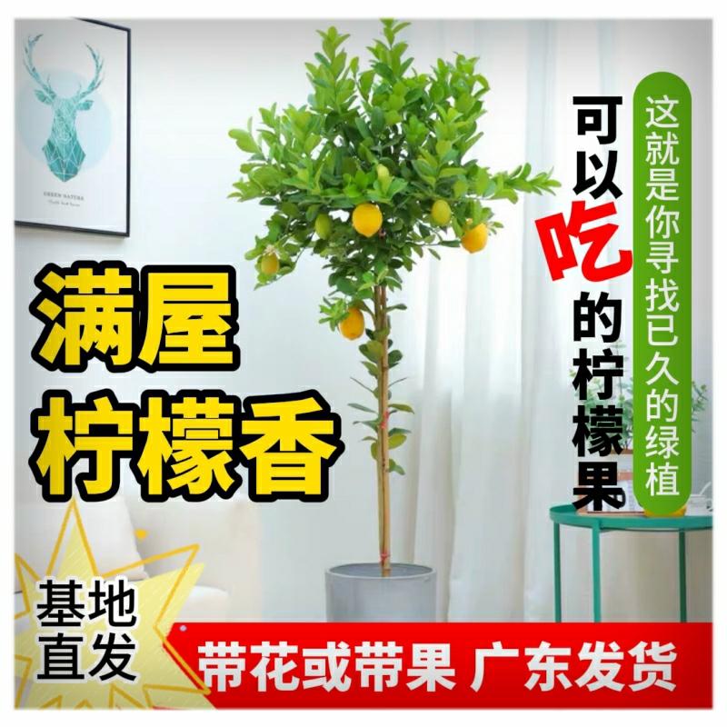 Planta De Limoeiro Da Guangdong Com Flores E Frutas – Lollipop De Grande Porte Para Sala De Estar, Varanda, Pátio E Terraço.  |   Muda Muda Muda