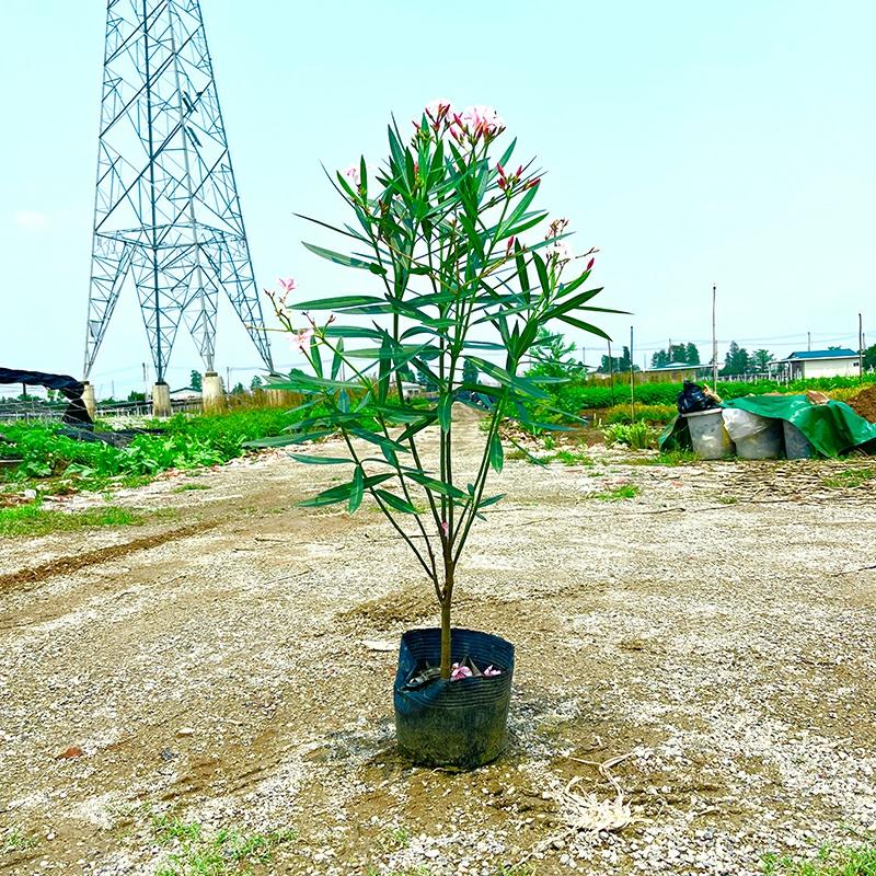 Planta De Oleandro Rosa E Vermelho Em Vaso Para Jardim, Paisagismo E Embelezamento De Áreas Verdes, Árvores De Calçada, Salgueiro E Sebes Verdes.  |   Muda Muda Muda