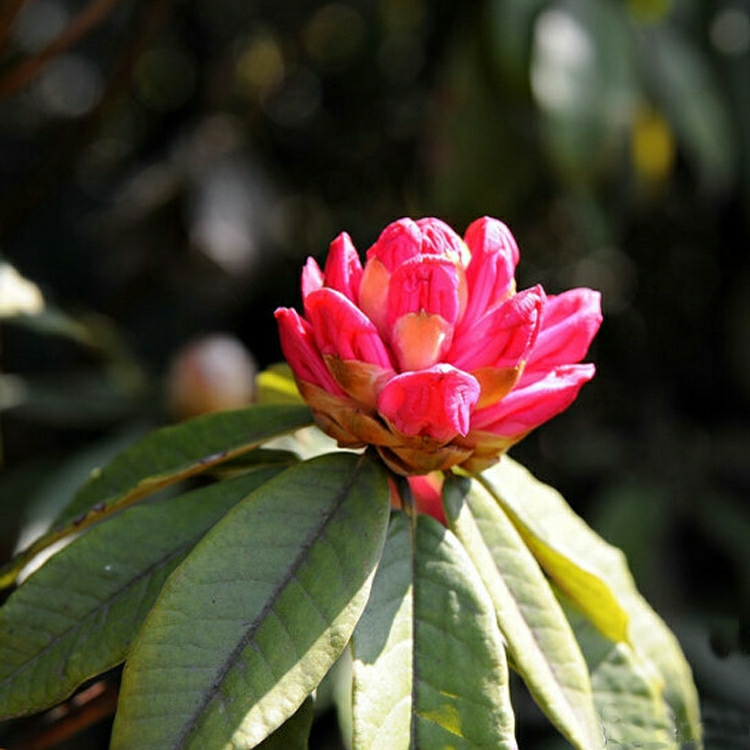 Planta De Pote De Rododendro Vermelho Grande – Rododendro Vermelho Da China E Rododendro Montanhoso Em Flor.  |   Muda Muda Muda