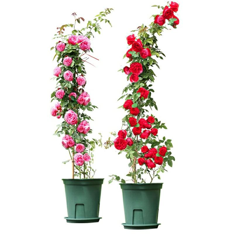 Planta De Rosa Trepadeira De Flores Grandes E Perfumadas, Ideal Para Jardins E Vasos, Com Floração Durante Todas As Estações.  |   Muda Muda Muda