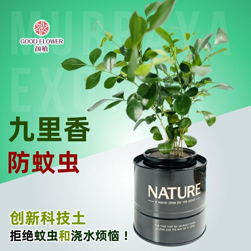 Planta Perene De Flores De Jiu Li Xiang, Muda De Árvore De Qi Li Xiang Para Vaso, Planta Verde Com Flores Para Escritório, Repelente De Mosquitos.  |   Muda Muda Muda