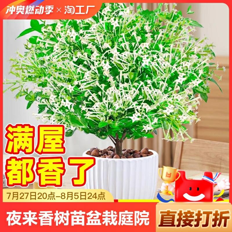 Planta Repelente De Mosquitos, Mudas De Night Blooming Jasmine, Vaso Para Interior E Exterior, Planta Verde De Controle De Insetos, Flores Que Florescem Durante Todo O Ano, Fácil De Cuidar, Ideal Para Varandas.  |   Muda Muda Muda