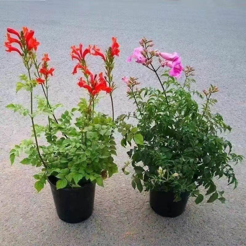 Planta Trepadeira De Flor Grande, Trepadeira De Jardim, Fácil De Cuidar, Flores Trepadeiras Para O Pátio, Mudas Perenes Para Apreciação Durante Todas As Estações.  |   Muda Muda Muda