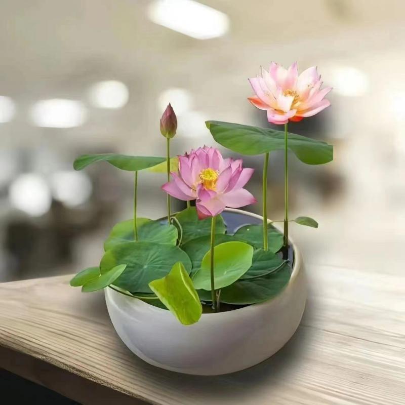 Plantas Aquáticas De Flores Sazonais, Sementes De Lírio D’Água E Flor De Lótus, Cultivo Em Água, Flores De Interior Fáceis De Cuidar, Vasos De Flor De Lótus.  |   Sementes De Plantas Sementes De Plantas Sementes De Plantas