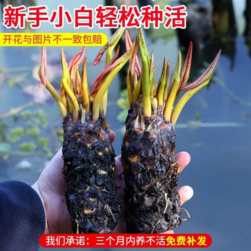 Plantas Aquáticas De Lírio, Cultivo Em Vaso De Flor De Lótus, Mudas Para Aquário, Raízes De Lírio, Sementes De Flores, Florescendo Durante Todas As Estações.  |   Muda Muda Muda