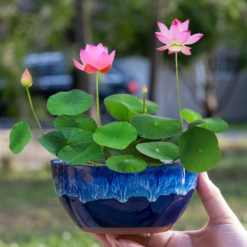 Plantas Aquáticas, Flores De Lótus Em Vaso, Fáceis De Cuidar, Florescem Durante Todo O Ano, Sementes De Lótus, Cultivo Em Água, Plantas De Interior, Lótus Para Sala De Estar.  |   Sementes De Plantas Sementes De Plantas Sementes De Plantas