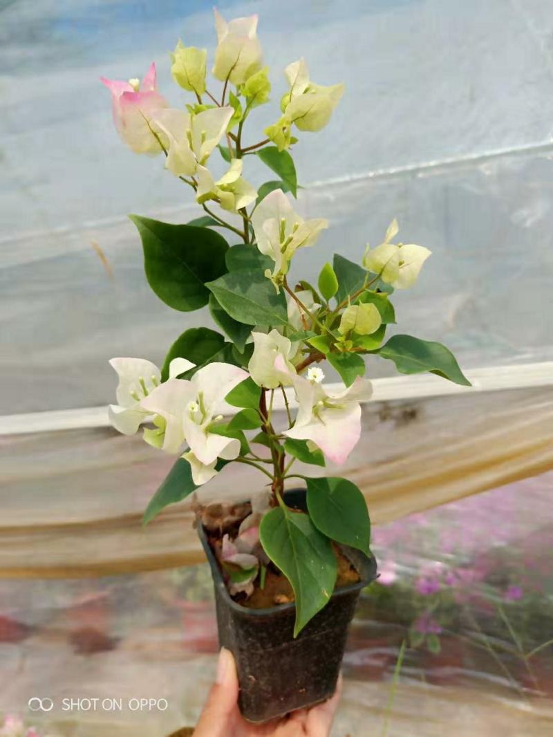 Plantas De Bougainvillea Em Vaso, Mudas De Palito, Mudas De Dente De Leão, Promoção De Trepadeiras De Dragão Colorido Para O Jardim.  |   Muda Muda Muda