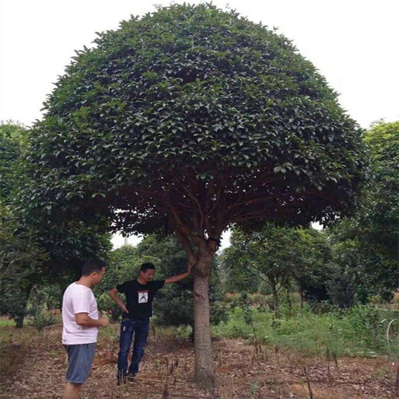 Plantas De Árvore De Louro Gigante Para Jardinagem De Vilas, Incluindo Variedades Nativas Como O Louro De Agosto, Louro Dourado E Louro Vermelho, Para Projetos De Jardinagem Em Vasos.  |   Muda Muda Muda