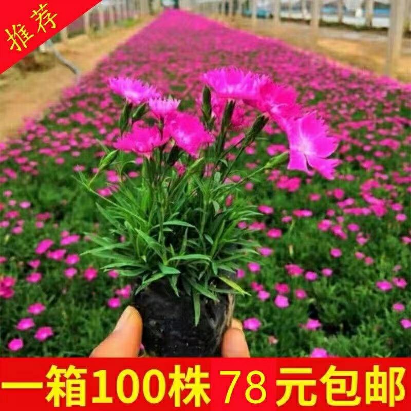 Plantas De Dianthus Em Alta Demanda, Florescimento, Gramado Resistente Ao Frio E À Seca, Paisagismo De Quintal, Sempre Verdes Durante As Quatro Estações, Perenes E De Raiz Profunda.  |   Muda Muda Muda