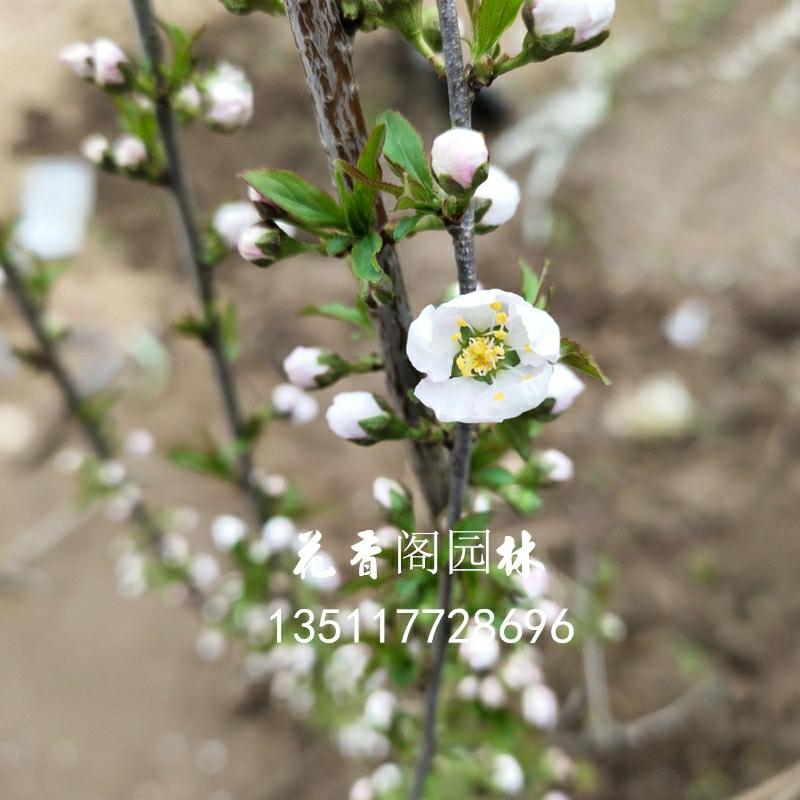 Plantas De Flores Em Vaso, Flores De Sangue, Plantas De Cor Rosa E Branca, Flores De Pétalas Simples, Ameixa De Folhas De Ulmeiro, Ideais Para Jardins E Varandas, Resistentes Ao Frio, Salgueiro-Dos-Pântanos, Frete Grátis.  |   Muda Muda Muda