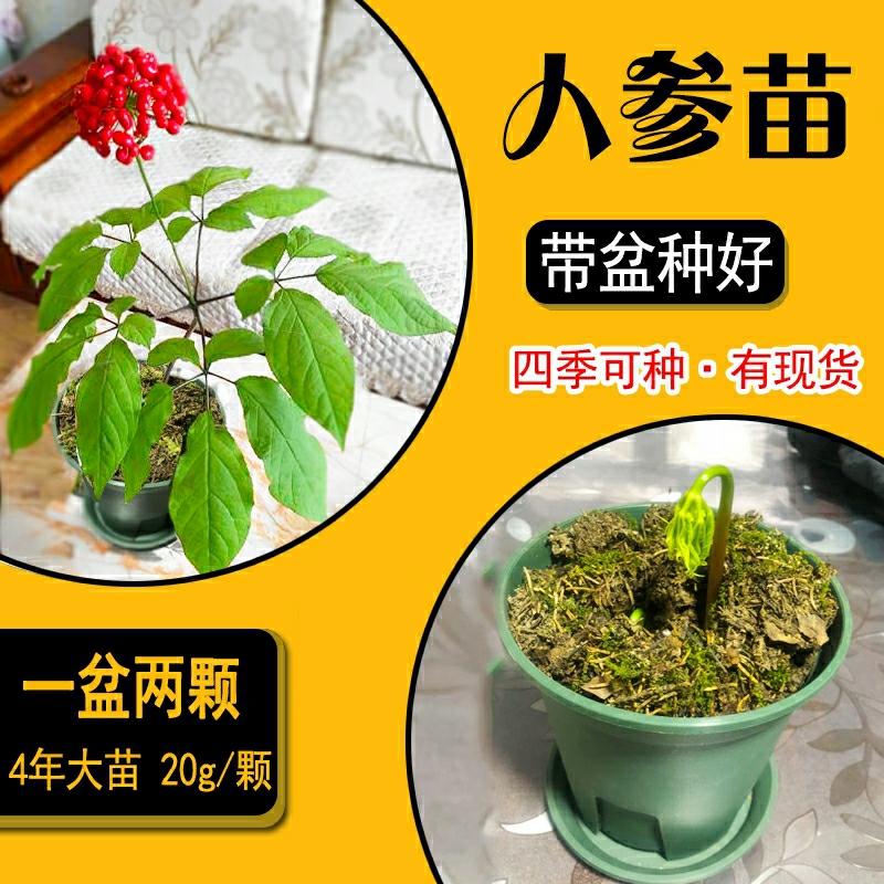 Plantas De Ginseng De Changbai Shan – 2 Mudas De Ginseng Para Cultivo Em Vaso, Fácil De Cuidar, Produto Típico Do Nordeste, Sementes Para Cultivo Em Vaso.  |   Sementes De Plantas Sementes De Plantas Sementes De Plantas