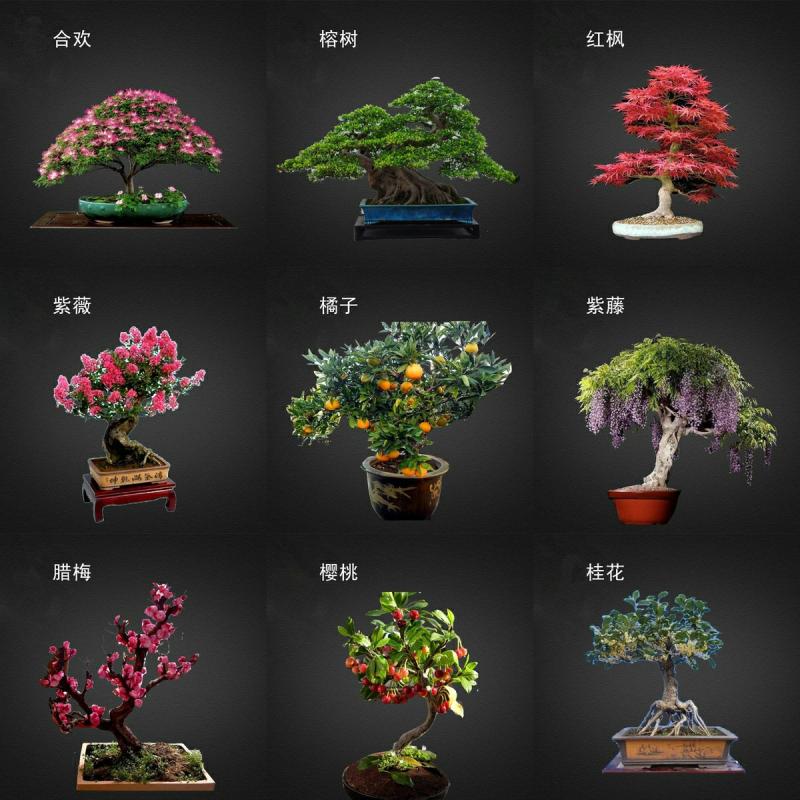 Plantas De Interior Para Todas As Estações: Sementes De Flores De Bonsai, Pinheiro De Buda, Bordô, Ulmeiro, Figueira, E Flor De Cera. Fáceis De Cuidar E Cultivar.  |   Sementes De Plantas Sementes De Plantas Sementes De Plantas