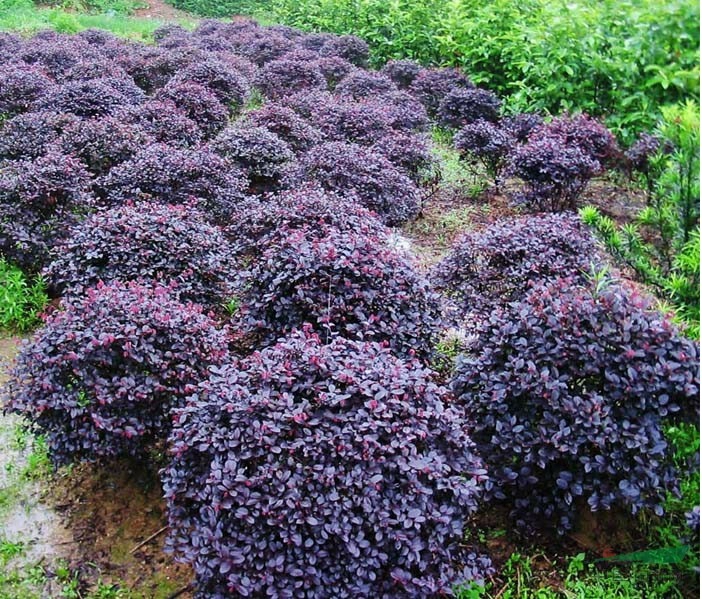 Plantas De Paisagismo Para Jardins, Flores De Quatro Estações, Mudas De Hibisco Vermelho, Arbustos De Alta Qualidade, Cercas Verdes Ornamentais, Bolas De Hibisco Vermelho.  |   Muda Muda Muda