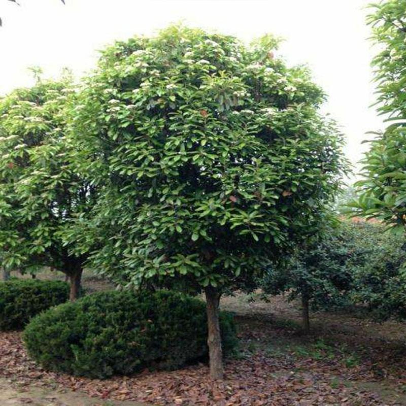 Plantas De Rhododendron Para O Projeto De Paisagismo De Estradas E Áreas Industriais.  |   Muda Muda Muda