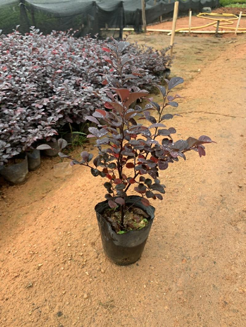 Plantas De Vaso Para Exterior: Mudas De Flores Populares, Como A Red Jimu E A Red Stone, Ideais Para Varandas E Jardins. Mudas De Flores Vermelhas Para Paisagismo.  |   Muda Muda Muda