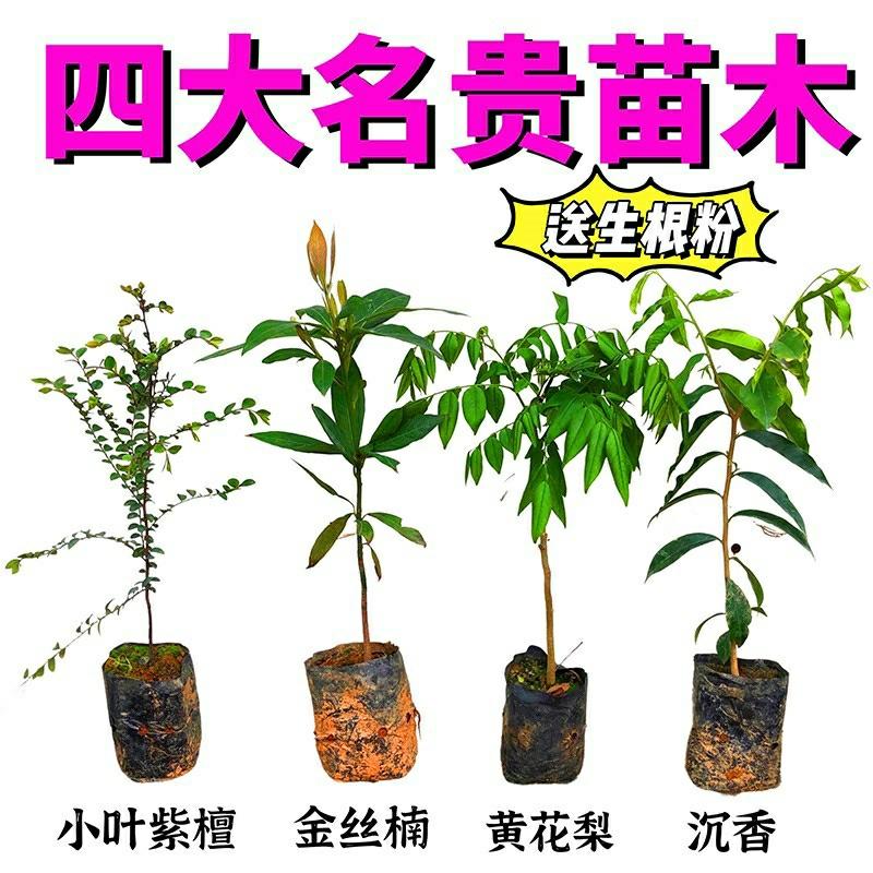 Quatro Preciosas Mudas De Árvores: Huanghuali, Madeira De Sândalo Dourado De Sichuan, Plantas Raras De Agarwood E Palissandro Pequeno Para O Jardim.  |   Muda Muda Muda