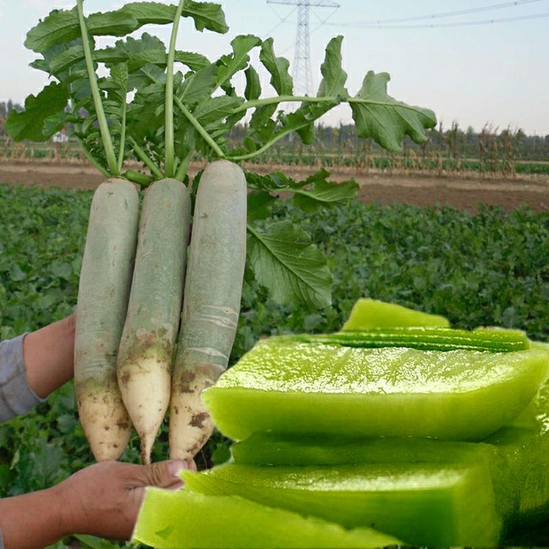 Rabanete Verde De Weixian Super Doce, Autêntico, Para Comer Cru, Sementes De Rabanete De Verão E Outono.  |   Sementes De Vegetais Sementes De Vegetais Sementes De Vegetais