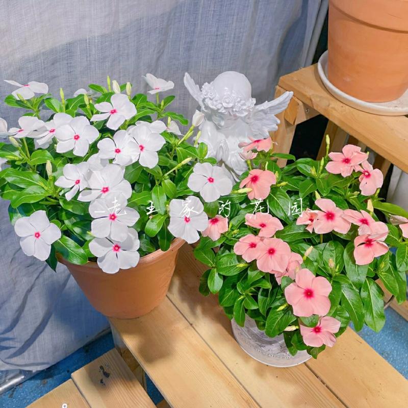 Recomendado Para Cultivo Sob Alta Temperatura: Plantar Flores De Primavera Em Vasos De Hibisco Que Florescem Todos Os Dias. Ideal Para Jardins E Varandas No Verão.  |   Sementes De Plantas Sementes De Plantas Sementes De Plantas