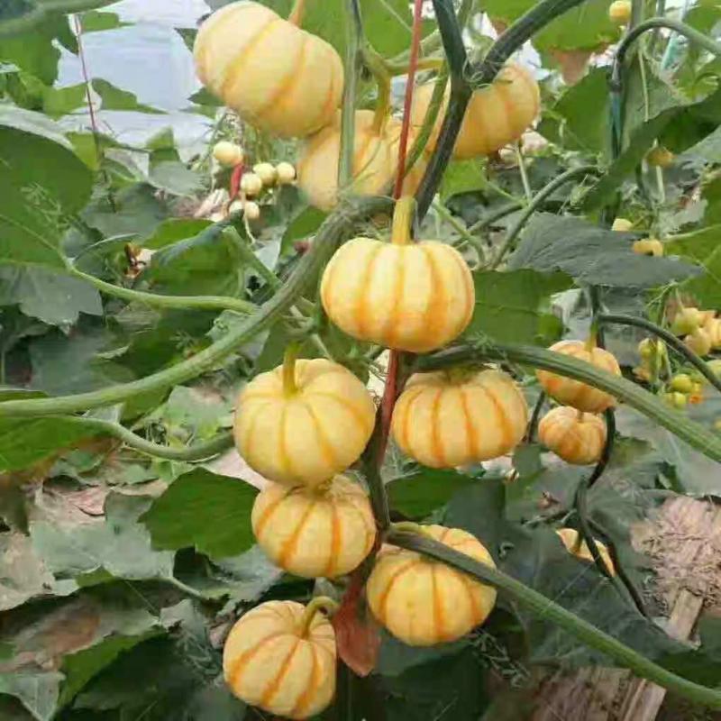 Sementes De Abóbora Bébé, Sabor Doce E Macio De Castanha, Mini Abóbora Amarela, Cultivo De Frutas E Vegetais Em Casa.  |   Sementes De Frutas Sementes De Frutas Sementes De Frutas