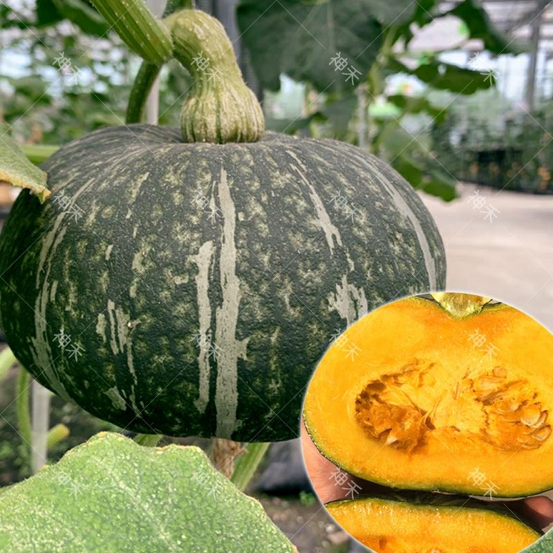 Sementes De Abóbora De Castanha Doce Em Pó, Sementes De Abóbora De Castanha, Sementes De Abóbora, Sementes De Abóbora Para Primavera E Verão, Sementes De Hortaliças E Frutas Para O Jardim.  |   Sementes De Frutas Sementes De Frutas Sementes De Frutas