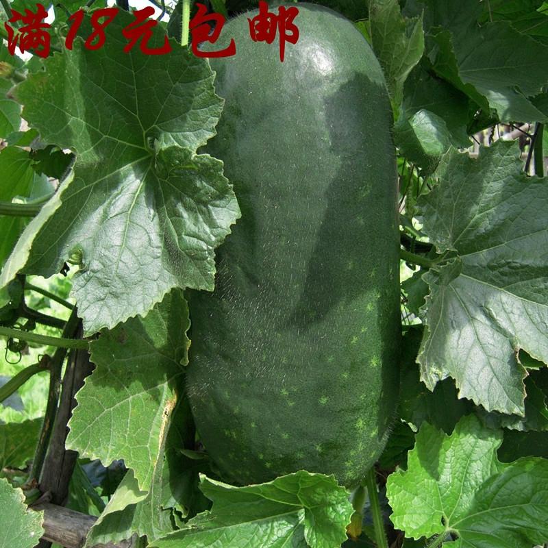 Sementes De Abóbora De Pele Negra De Guangdong Para Cultivo Em Jardins E Varandas – Sementes De Vegetais E Frutas Trepadeiras.  |   Sementes De Frutas Sementes De Frutas Sementes De Frutas