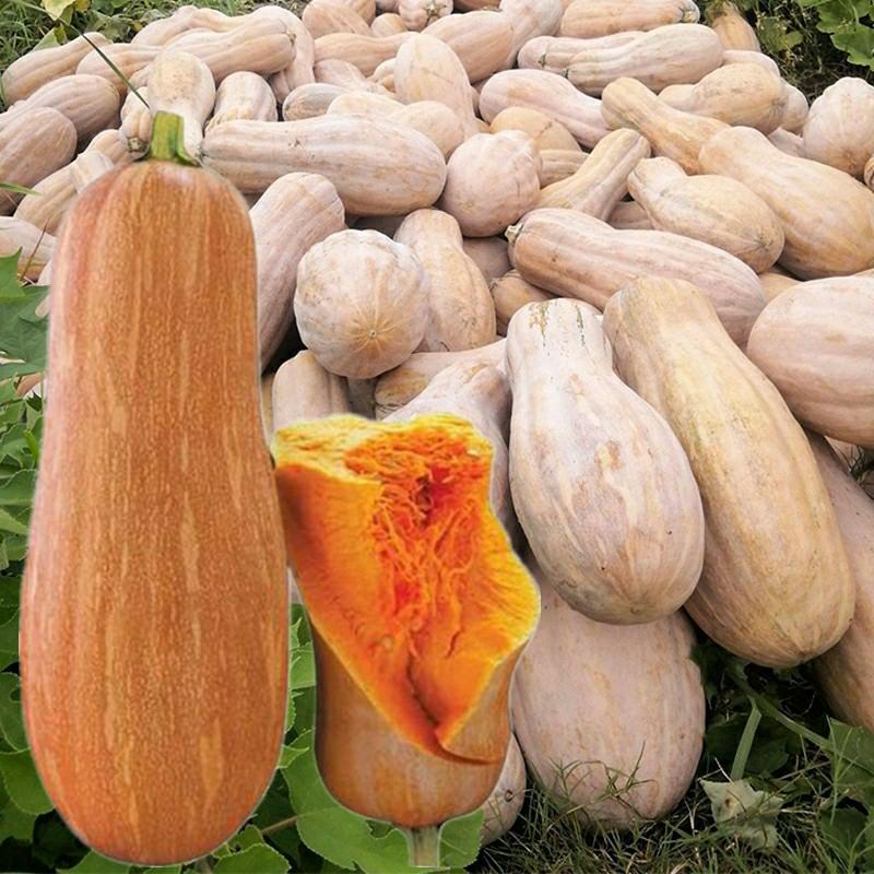 Sementes De Abóbora Doce Super Doce Mi Ben, Sementes De Abóbora Gigante, Vegetais De Primavera, Verão E Outono.  |   Sementes De Frutas Sementes De Frutas Sementes De Frutas