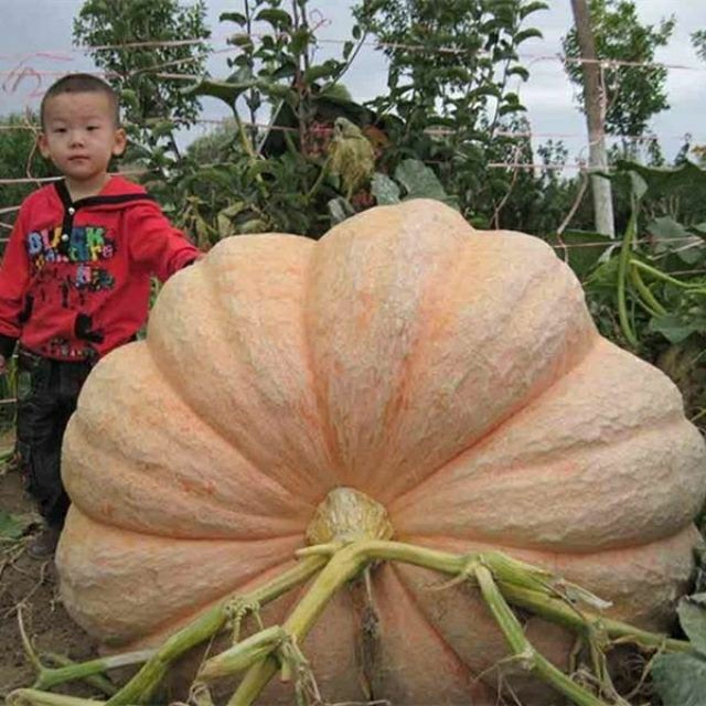 Sementes De Abóbora Gigante Americana, Sementes De Abóbora Super Grande, Sementes De Abóbora Espacial, Sementes De Vegetais, Sementes De Frutas Para Plantio Na Primavera.  |   Sementes De Frutas Sementes De Frutas Sementes De Frutas