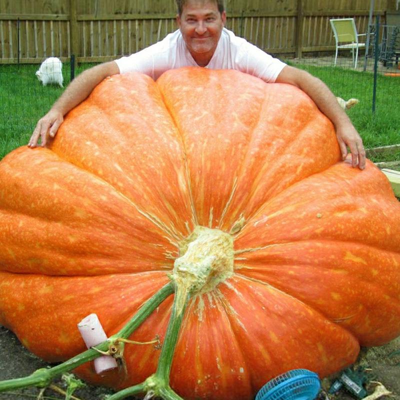 Sementes De Abóbora Gigante Dos Eua, Sementes De Campo De Shouguang, Vegetais Sazonais De Primavera, Frutas E Vegetais Ornamentais.  |   Sementes De Frutas Sementes De Frutas Sementes De Frutas