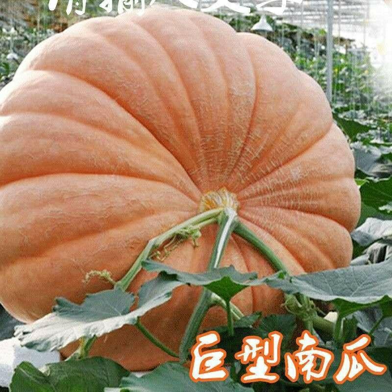 Sementes De Abóbora Gigante – Sementes De Abóbora Super Grande – Sementes De Abóbora Espacial – Sementes Para O Jardim – Sementes De Frutas E Legumes Para Plantio Na Primavera E Outono.  |   Sementes De Frutas Sementes De Frutas Sementes De Frutas