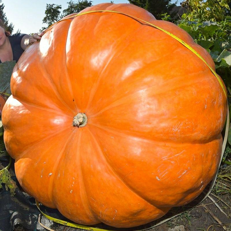 Sementes De Abóbora Gigante, Sementes Especiais Para Cultivo Ornamental, Variedades Super Grandes Para Plantio Na Primavera.  |   Sementes De Frutas Sementes De Frutas Sementes De Frutas