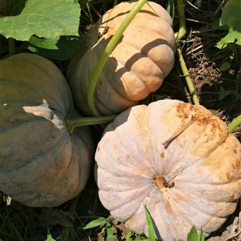 Sementes De Abóbora Gigante, Variedade Antiga, Super Doce, Abóbora Sem Cipó, Sementes De Vegetais E Frutas Para A Primavera E O Verão.  |   Sementes De Frutas Sementes De Frutas Sementes De Frutas