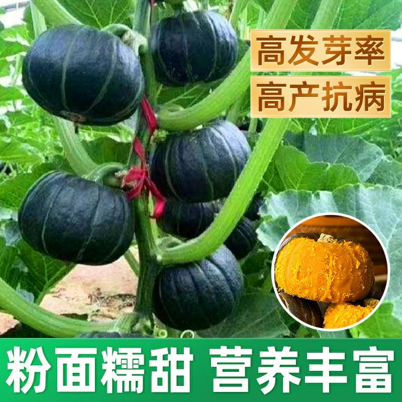 Sementes De Abóbora Mini Japonesa Green Baby Autêntica, Alta Produtividade, Sabor A Castanha, Sementes De Vegetais De Quatro Estações.  |   Sementes De Frutas Sementes De Frutas Sementes De Frutas