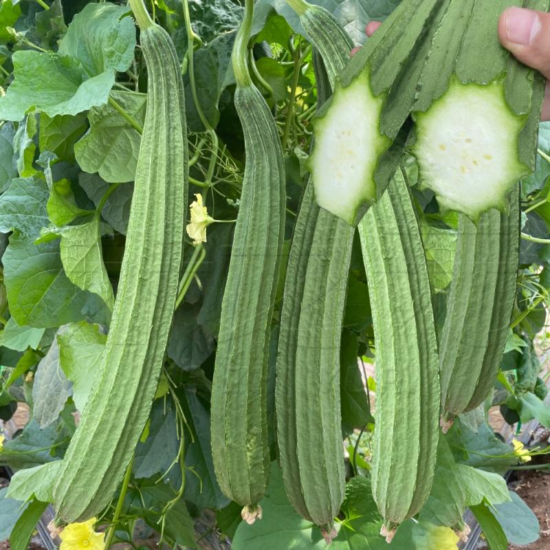 Sementes De Abobrinha Chinesa, Sementes De Legumes Caseiros, Sementes De Abobrinha De Ranhura, Sementes De Abobrinha De Quatro Estações, Sementes De Vegetais De Primavera, Sementes De Plantas Trepadeiras.  |   Sementes De Vegetais Sementes De Vegetais Sementes De Vegetais