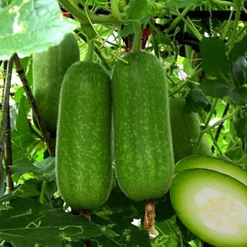 Sementes De Abobrinha Verde, Sementes De Pepino Verde, Sementes De Frutas E Vegetais Para Primavera E Outono, Sementes Para Jardim.  |   Sementes De Frutas Sementes De Frutas Sementes De Frutas