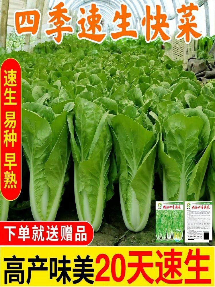 Sementes De Acelga De Crescimento Rápido, Maduras Em 20 Dias, Resistentes Ao Calor E Altas Temperaturas, De Cultivo Rápido E Alta Produtividade, Sementes De Vegetais Para Todas As Estações.  |   Sementes De Vegetais Sementes De Vegetais Sementes De Vegetais