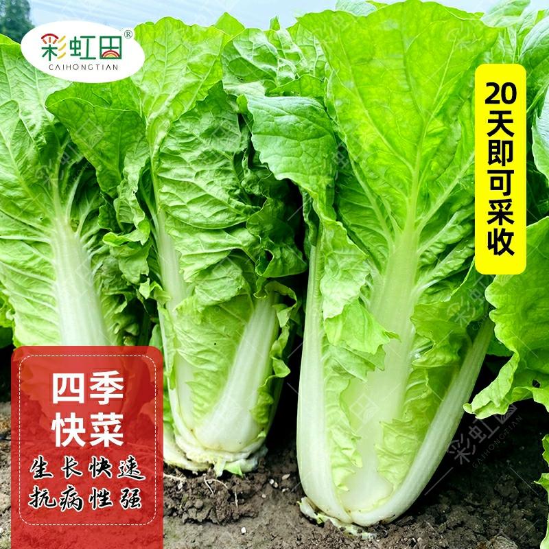 Sementes De Acelga De Quatro Estações, Sementes De Couve Chinesa, Resistentes Ao Calor, De Crescimento Rápido, Ideais Para Primavera, Verão E Outono, Sementes De Vegetais Para Varandas.  |   Sementes De Vegetais Sementes De Vegetais Sementes De Vegetais