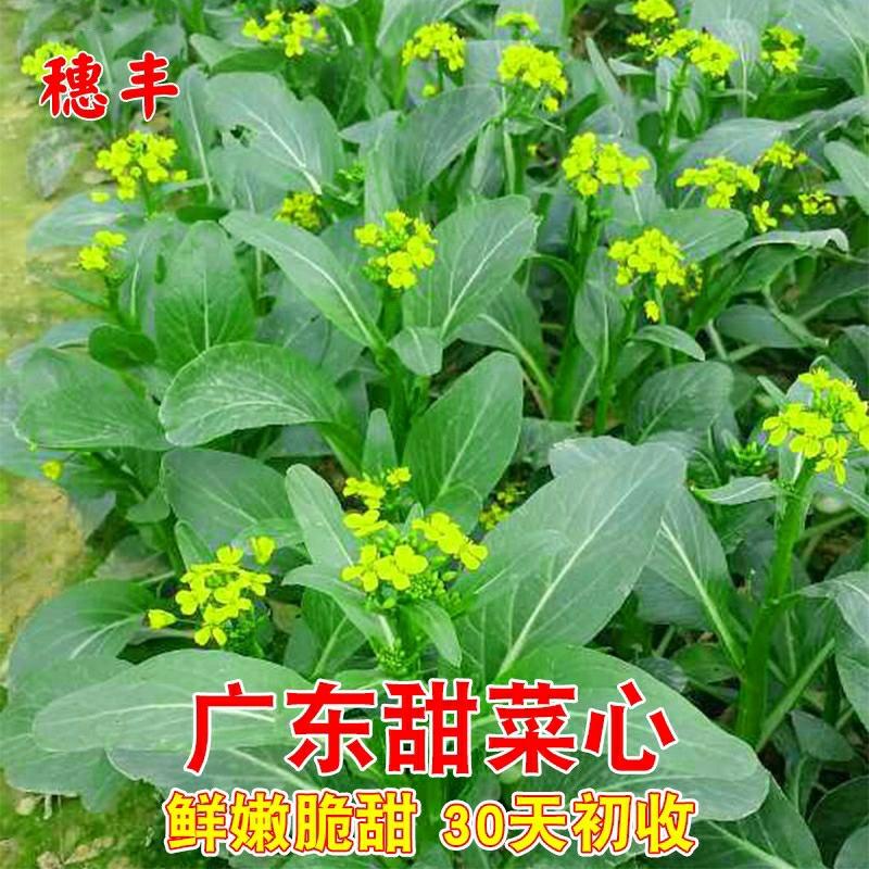 Sementes De Acelga Doce De Guangdong, Sementes De Couve De Quatro Estações, Resistentes Ao Calor, Para Cultivo Em Campo Aberto, Hortas Caseiras Ou Em Vasos Na Varanda.  |   Sementes De Vegetais Sementes De Vegetais Sementes De Vegetais