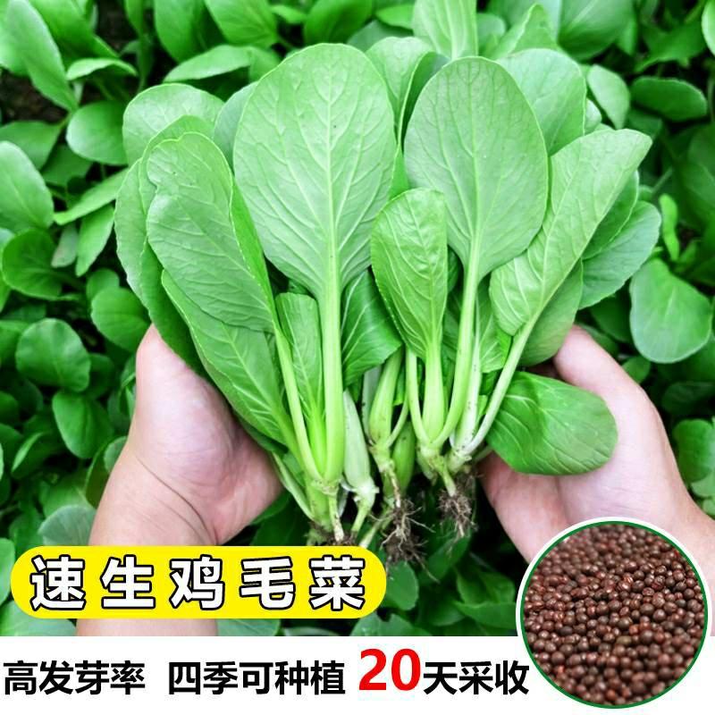 Sementes De Acelga Rápida, Sementes De Repolho Pequeno Para Cultivo Em Todas As Estações, Sementes De Vegetais, Sementes De Shanghai Qing, Sementes Para Cultivo Em Varandas Com Frete Grátis.  |   Sementes De Vegetais Sementes De Vegetais Sementes De Vegetais