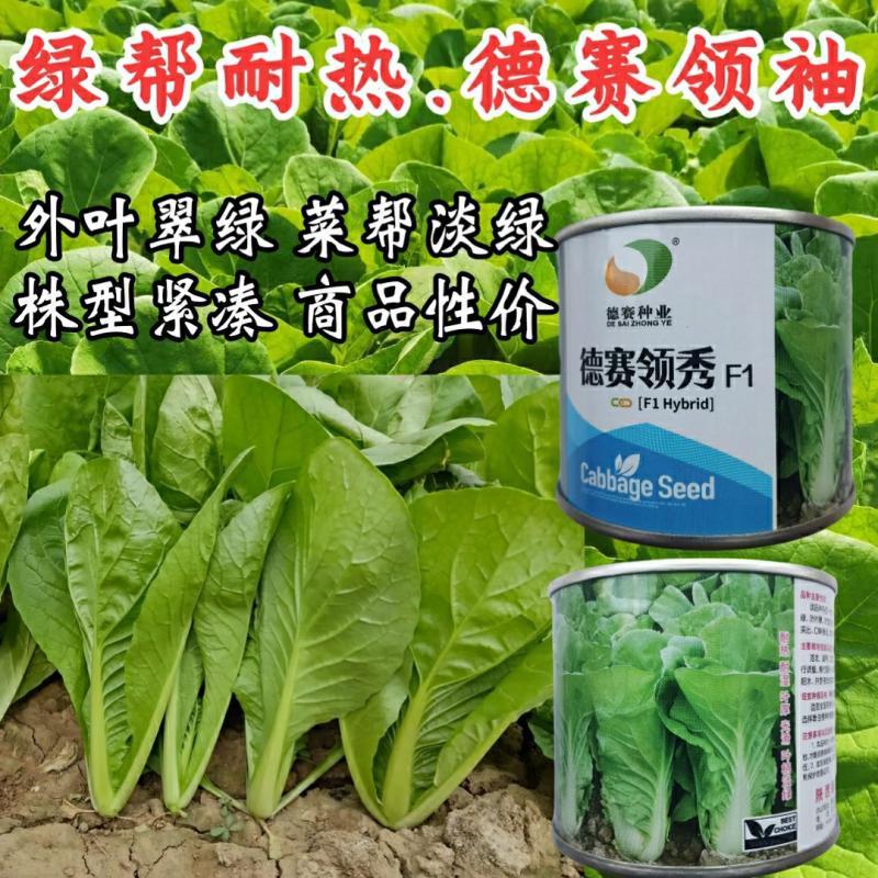 Sementes De Acelga Verde Resistente Ao Calor, Sementes De Bok Choy, Sementes De Líder Desai, Resistentes Ao Calor E À Alta Temperatura, Sementes Para Cultivo No Verão.  |   Sementes De Vegetais Sementes De Vegetais Sementes De Vegetais