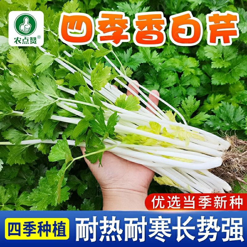 Sementes De Aipo Branco De Quatro Estações, Sementes De Aipo Branco De Talo De Sichuan, Sementes De Aipo Local Sólido E Pequeno, Sementes De Vegetais De Aipo.  |   Sementes De Vegetais Sementes De Vegetais Sementes De Vegetais