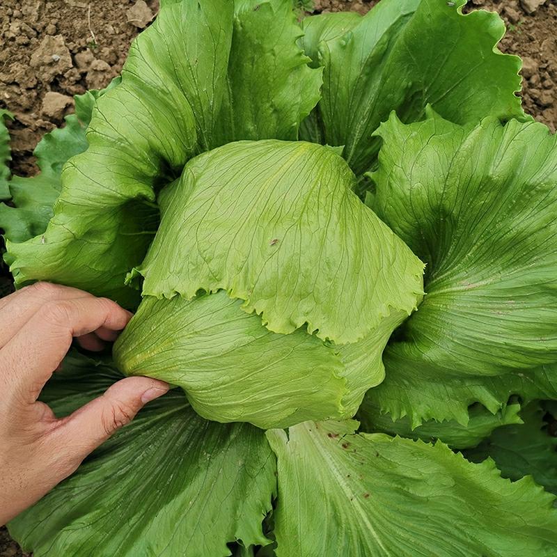 Sementes De Alface, Alface Em Forma De Bola, Sementes De Alface Hidropônica, Vegetais Redondos, Sementes De Vegetais Para Todas As Estações, Sementes De Vegetais De Primavera E Outono.  |   Sementes De Vegetais Sementes De Vegetais Sementes De Vegetais