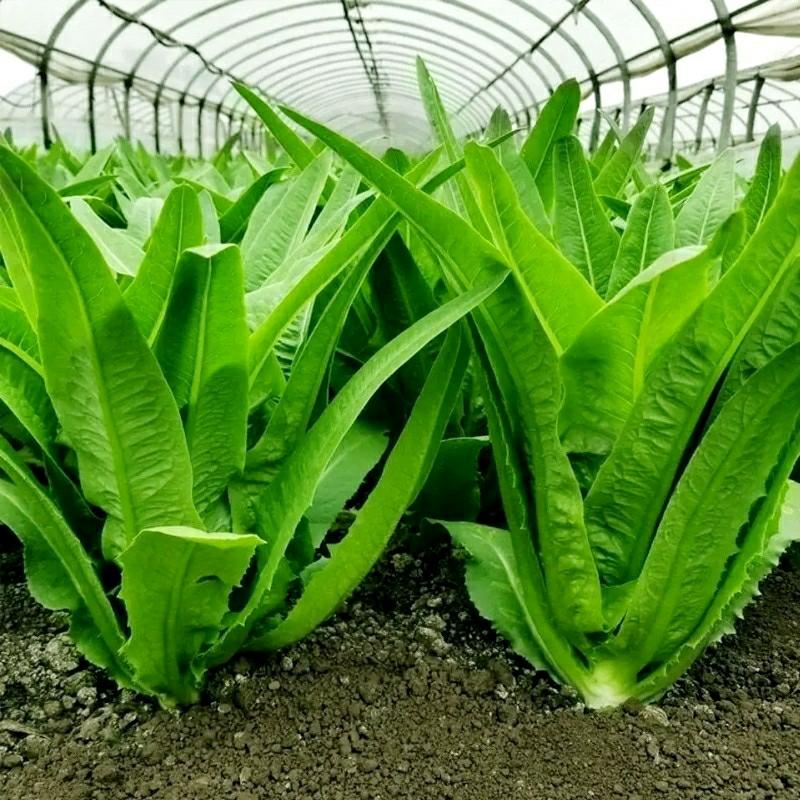 Sementes De Alface De Óleo, Alface De Óleo De Quatro Estações, Sementes De Vegetais Verdes, Resistentes Ao Calor Durante O Verão, Outono E Inverno, Cultivo Caseiro Em Vasos De Hortaliças.  |   Sementes De Vegetais Sementes De Vegetais Sementes De Vegetais