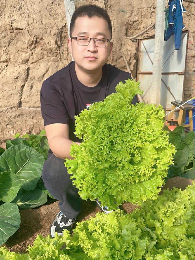 Sementes De Alface: Guia Completo Para Cultivo De Alface, Sementes De Alface Em Bola, Sementes De Alface Para Cultivo Em Varanda Durante Todas As Estações, Sementes De Legumes Para Cultivo Em Vasos, Mudas De Legumes Para Consumo Cru.  |   Sementes De Vegetais Sementes De Vegetais Sementes De Vegetais