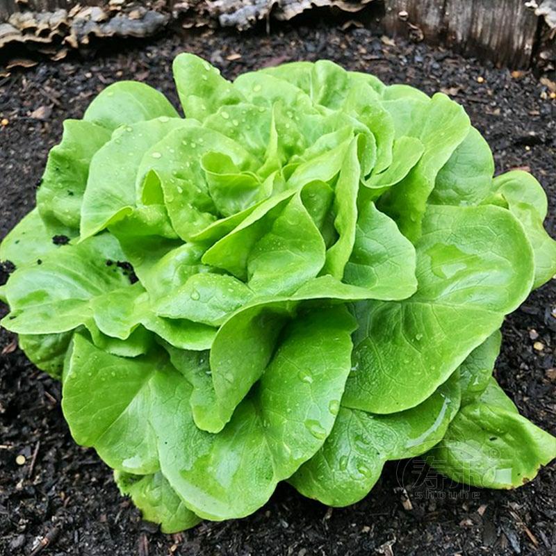 Sementes De Alface Manteiga, Sementes De Salada De Quatro Estações, Sementes De Bok Choy, Sementes De Vegetais De Inverno, Sementes De Cultivo Em Vaso, Sementes De Vegetais De Primavera.  |   Sementes De Vegetais Sementes De Vegetais Sementes De Vegetais