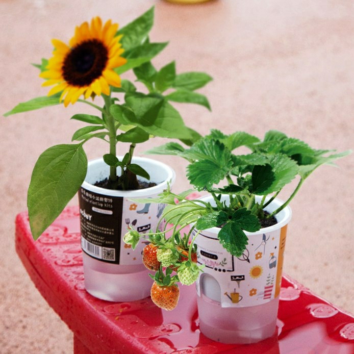 Sementes De Balsamina Mini Diy Para Plantar – Observação De Plantas Para Jardim De Infância, Mini Vaso Personalizado Como Presente Para Crianças  |   Sementes De Plantas Sementes De Plantas Sementes De Plantas